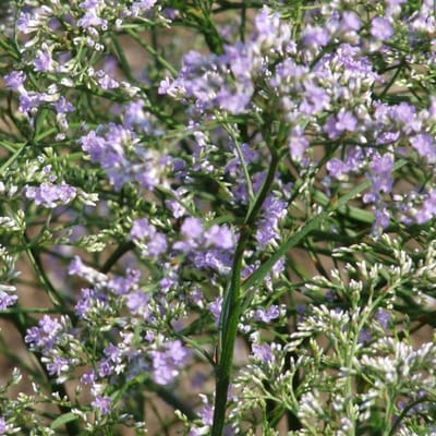 6 x Limonium Latifolium - Lamsoor pot 9x9cm