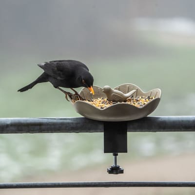 CJ Wildlife - Balus Balkon Voederschaal voor vogels - Oliijfgroen - Duurzam en plantbased - Cadeau - Vogelvoederplek
