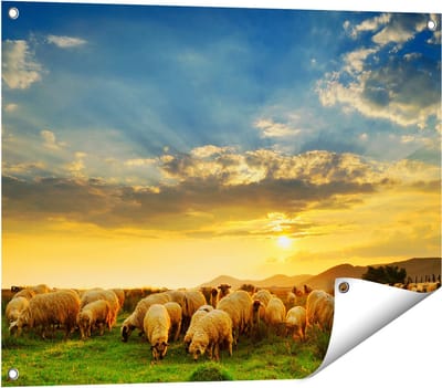 Gards Tuinposter Kudde Schapen op het Gras bij Zonsondergang - 80x60 cm - Tuindoek - Tuindecoratie - Wanddecoratie buiten - Tuinschilderij