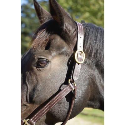 Lederen halster voor paarden T de T Trippled Stiched