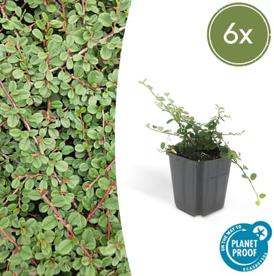 Tuinplantenshop.com | Cotoneaster pr. 'Queen of Carpets' | 6 stuks - Ø9cm - 10-25cm hoog - Tuinplant