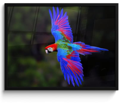 Poster in lijst - Fotolijst 70x50 cm - Posters - Felgekleurd - Papegaai - Bos - Vleugels - Posterlijst zwart - Decoratie - Wanddecoratie woonkamer - Muurdecoratie slaapkamer