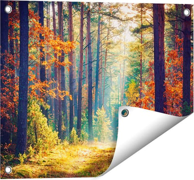 Gards Tuinposter Herfstbos met Zonneschijn - Kleur - 50x40 cm - Tuindoek - Tuindecoratie - Wanddecoratie buiten - Tuinschilderij