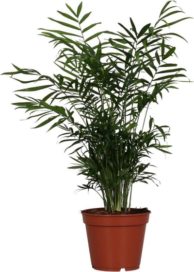 Plantenboetiek.nl | Chamaedorea Elegans - Ø17cm - 45-55cm hoog - Kamerplant - Groenblijvend