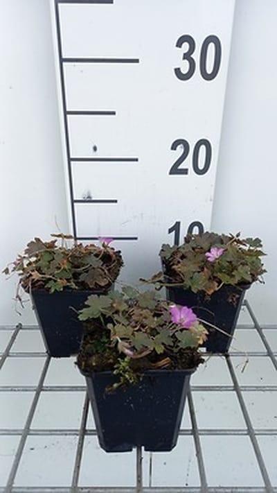 6x Ooievaarsbek - Geranium hybr. 'Tanya Rendall' | 9x9 cm pot