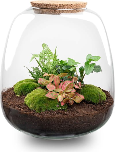 Emma - Hedera Pink - Planten Terrarium met licht - DIY kit - Ecosysteem plant - Ø 23 cm ↑ 25 cm