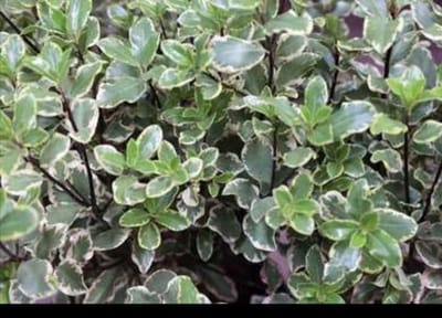 Pittosporum ten. 'Elizabeth' - Australische Laurier 30- 40 cm in pot