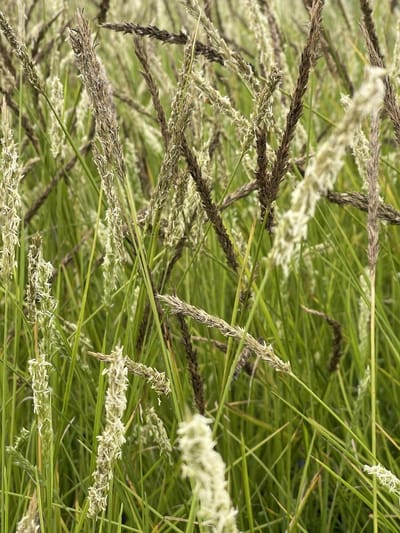 6x Blauwgras - Sesleria autumnalis | 9x9 cm pot