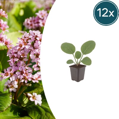 Tuinplantenshop.com | Bergenia cordifolia | 12 stuks - Ø9cm - 10-25cm hoog - Tuinplant