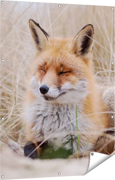 Gards Tuinposter Vos in de Duinen - 90x120 cm - Tuindoek - Tuindecoratie - Wanddecoratie buiten - Tuinschilderij