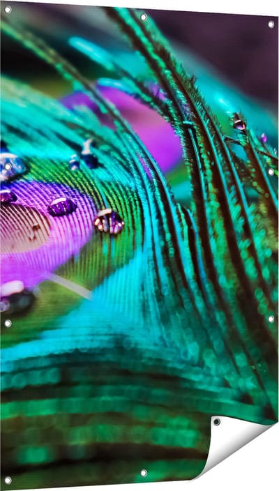 Gards Tuinposter Kleurrijke Pauw Veer met Waterdruppels - 80x120 cm - Tuindoek - Tuindecoratie - Wanddecoratie buiten - Tuinschilderij