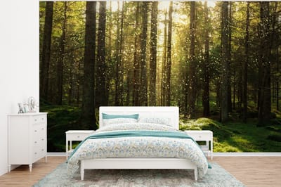 Behang - Fotobehang Bomen - Bos - Mos - Planten - Zon - Natuur - Breedte 350 cm x hoogte 260 cm