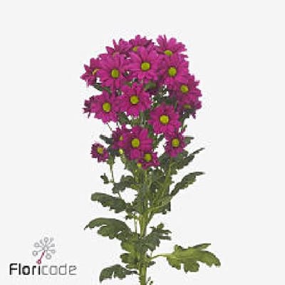 10x Chrysant randall 70cm