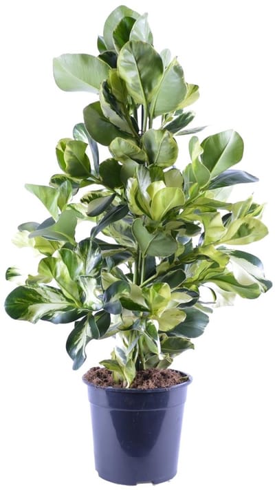 Clusia Rosea White Star ca. 95cm hoog - decoratieve plant perfect voor woonkamers