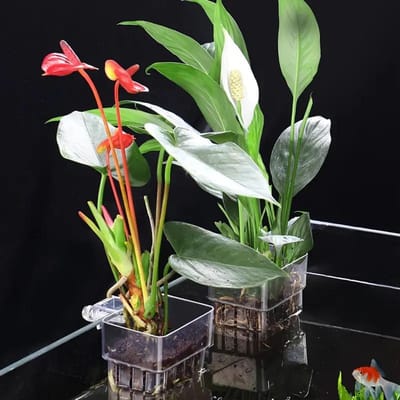 1 STK Hydroponische Plantbeker Huishoudelijke Waterplant Plantbeker Wandmontage Hoog Transparant Aquarium Landschapsdecoratie