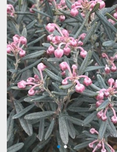 Andromeda polifolia 'Blue Ice' - ROTSHEIDE, LAVENDELHEIDE in 15 - 20 cm pot