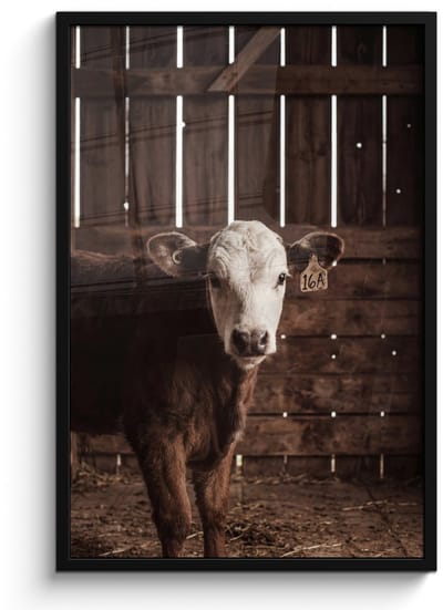 Poster in lijst - Fotolijst 60x90 cm - Posters - Kalf - Oormerk - Houten stal - Posterlijst zwart - Decoratie - Wanddecoratie woonkamer - Muurdecoratie slaapkamer
