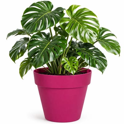 Mega Collections Plantenpot - kunststof - fuchsia roze - binnen/buiten - D39xH35 cm - bloempot