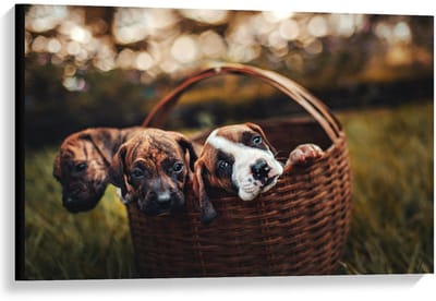 Canvas  - Mandje gevuld met Pups - 90x60cm Foto op Canvas Schilderij (Wanddecoratie op Canvas)