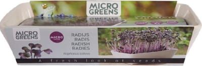 MicroGarden Buzzy Radijs Daikon Red