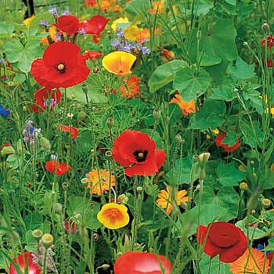 Bloemen mix zaden - Wildbloemenmix