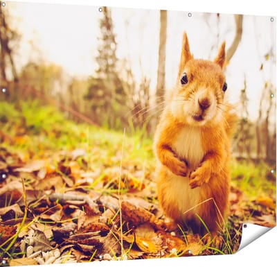 Gards Tuinposter Eekhoorn in het Bos tijdens de Herfst - 150x120 cm - Tuindoek - Tuindecoratie - Wanddecoratie buiten - Tuinschilderij