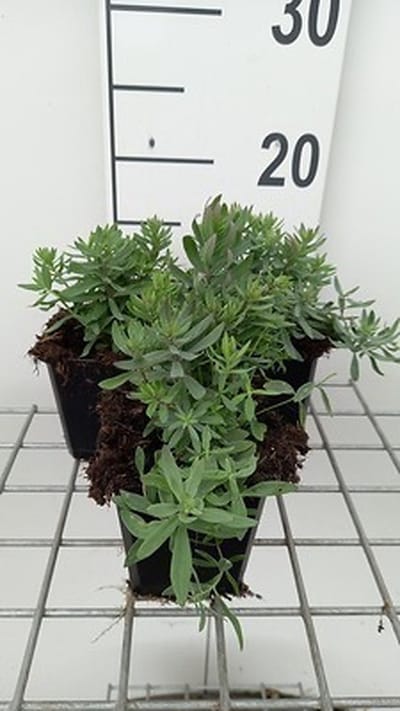 6x Linaria - Linaria purp. 'Canon J. Went' | 9x9 cm pot