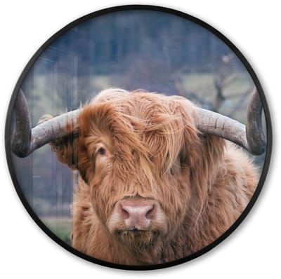 Poster in lijst Rond - Fotolijst 60x60 cm - Posters - Schotse Hooglander - Koeienkop - Landschap - Natuur - Koe - Ronde posterlijst zwart - Decoratie - Wanddecoratie woonkamer - Muurdecoratie slaapkamer