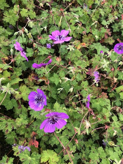 6x Ooievaarsbek - Geranium hybr. 'Pink Penny' | 9x9 cm pot (ZEER LANGE BLOEIER)