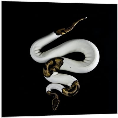 Acrylglas - Opgerolde Slang - 50x50cm Foto op Acrylglas (Wanddecoratie op Acrylglas)