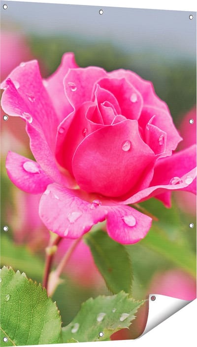 Gards Tuinposter Roze Roos met Waterdruppels - 80x120 cm - Tuindoek - Tuindecoratie - Wanddecoratie buiten - Tuinschilderij