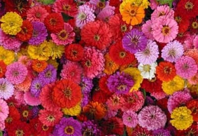 Zinnia- Zin Maestro Mix-100 semi- 50% di sconto vendita