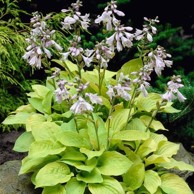6 x Hosta 'August Moon' - Hartlelie Pot 9x9 cm - Geelbladige Schaduwplant