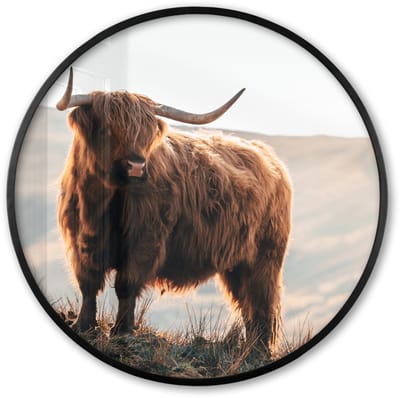 Poster in lijst Rond - Fotolijst 60x60 cm - Posters - Schotse hooglander - Dieren - Landelijk - Landschap - Koe - Natuur - Ronde posterlijst zwart - Decoratie - Wanddecoratie woonkamer - Muurdecoratie slaapkamer