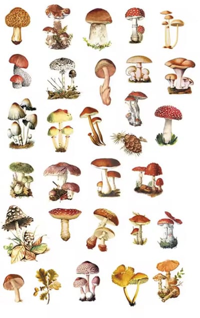 Scoby - Washi Stickers - Paddenstoelen - Scrapbooking Stickers - Washi Stickers - Bullet Journal - 60 Stuks