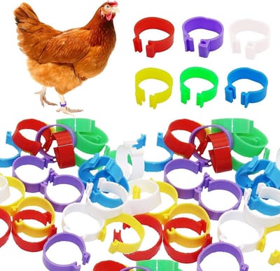 60 Stuks Kleurige Plastic Pootringen voor Pluimvee, Eenvoudig te Onderscheiden voor Kippen, Eenden en Duiven