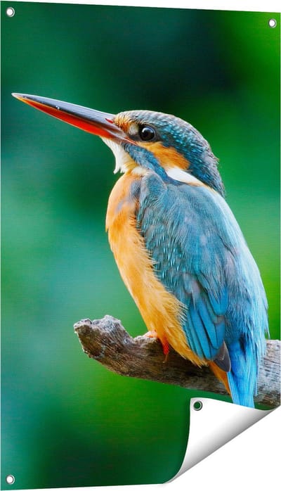 Gards Tuinposter Blauw Oranje IJsvogel op een Tak - 60x90 cm - Tuindoek - Tuindecoratie - Wanddecoratie buiten - Tuinschilderij