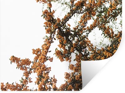 Muurstickers - Sticker Folie - Bloemen - Takken - Natuur - 40x30 cm - Plakfolie - Muurstickers Kinderkamer - Zelfklevend Behang - Zelfklevend behangpapier - Stickerfolie