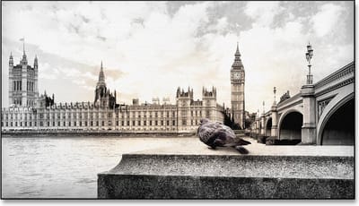 Canvas Schilderij Duif in Londen - 100x70 cm
