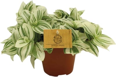 Plantenboetiek.nl | Tradescantia Brightness - Ø12cm - 20cm hoog - Kamerplant - Groenblijvend