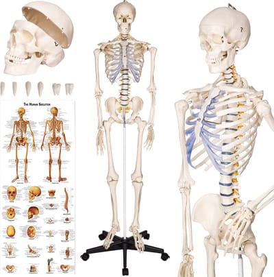 tectake® Anatomie Skelet - 181cm - Levensgroot Medisch Model op Staandaard met Wielen - Beweegbaar - Afneembare Onderdelen - incl. Poster met Spieren en Botten