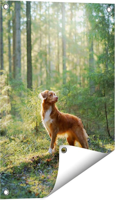 Gards Tuinposter Retriever Hond in het Bos met Zon - 40x60 cm - Tuindoek - Tuindecoratie - Wanddecoratie buiten - Tuinschilderij