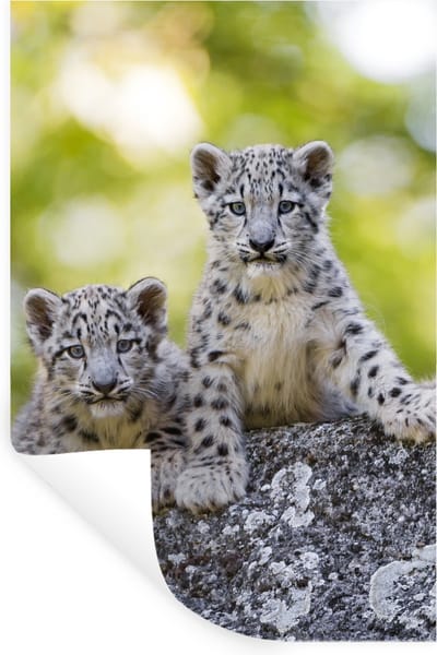 Muurstickers - Sticker Folie - Luipaard - Welpen - Stenen - 20x30 cm - Plakfolie - Muurstickers Kinderkamer - Zelfklevend Behang - Zelfklevend behangpapier - Stickerfolie