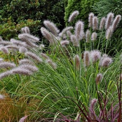 12 x Lampenpoetsersgras Moudry - Siergras met Pluim - Pennisetum alopecuroides 'Moudry' in 9x9cm pot met hoogte 5-10cm