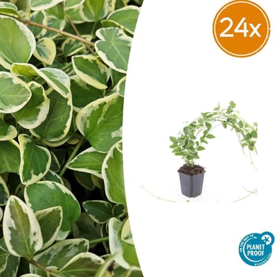 Trendyplants - Vinca major 'Variegata' - 24 stuks - Grote Maagdenpalm - Winterhard - Hoogte 10-30 cm - Potmaat Ø9cm