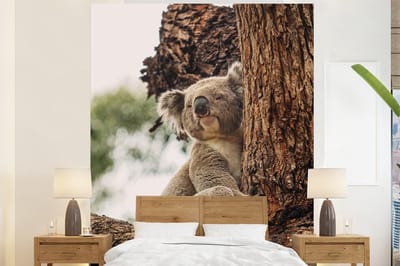 Behang - Fotobehang Koala - Grijs - Boom - Breedte 210 cm x hoogte 260 cm