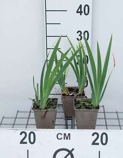 6x Dwergbaardiris - Iris (pum.) 'Brassie' | 9x9 cm pot
