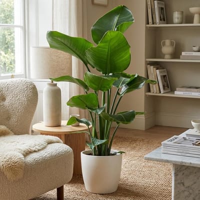 Green boutiQ - Kamerplant - Paradijsvogelplant - Strelitzia Nicolai - Groen - Weinig onderhoud - 1 Plant - met Potter Wit - Pot 21cm - Hoogte 80 - 90cm
