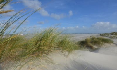 Fotobehang duinen en strand Schiermonnikoog 250 x 260 cm - € 175,--
