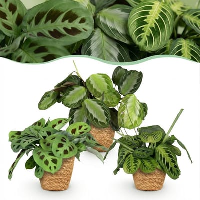 Plantenboetiek.nl | Marantha Silverband, Marantha Lemon Lime Marantha Kerchoveana - Gebedsplant - Huisdiervriendelijke Plant - Groen - 3 Planten - met Mand - Ø12cm - 25cm hoog - Kamerplant - Arrangement - Plant met pot